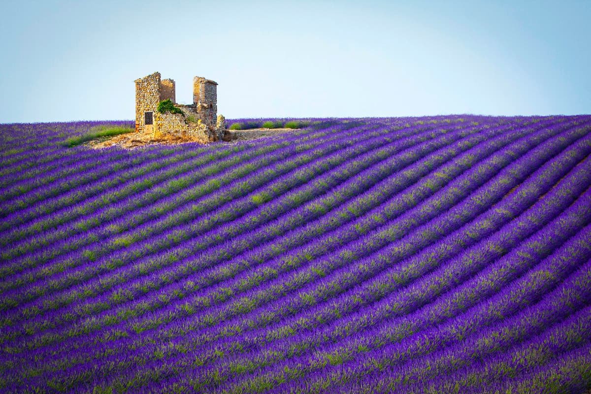 A lavender field in Provence